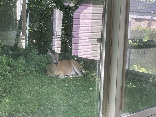 deer sq 1.JPG
